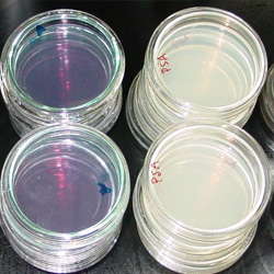 Assay kit for human Retinoblastoma Protein 1 (ELISA)