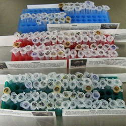 Fibronectin type III domain containing protein 4(FNDC4) ELISA kit | Technique alternative | 01014456695